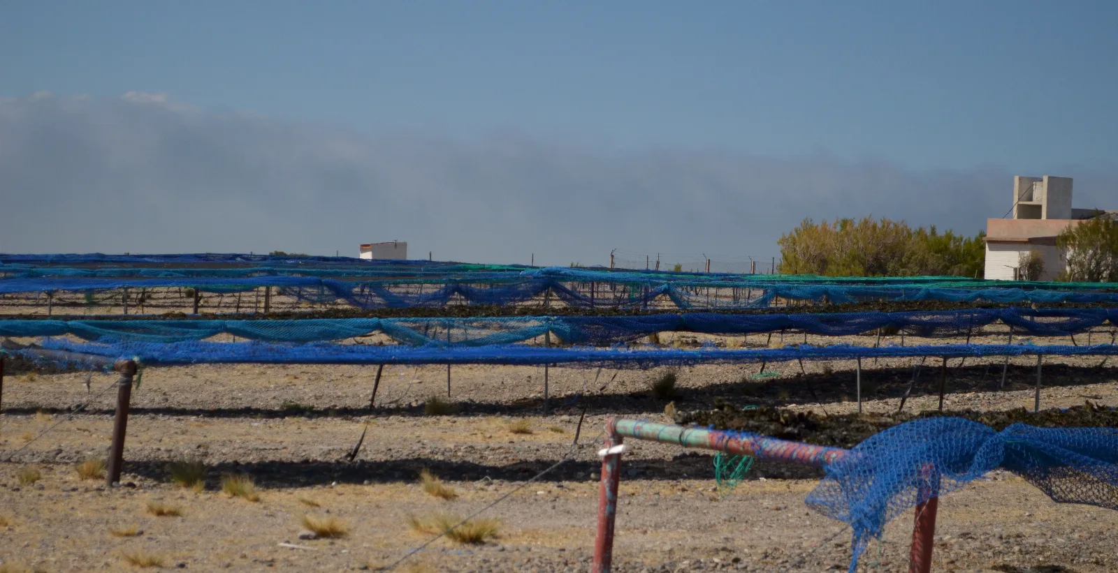Recolección de algas en Bahía Bustamante - Chubut - Argentina