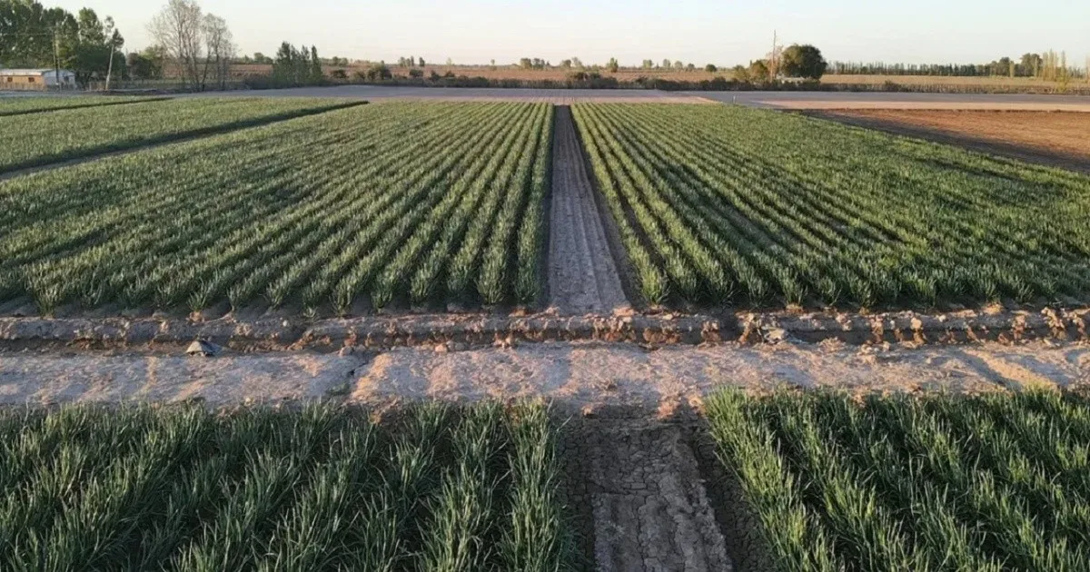 El Gobierno propone eliminar límites a la compra de tierras por extranjeros