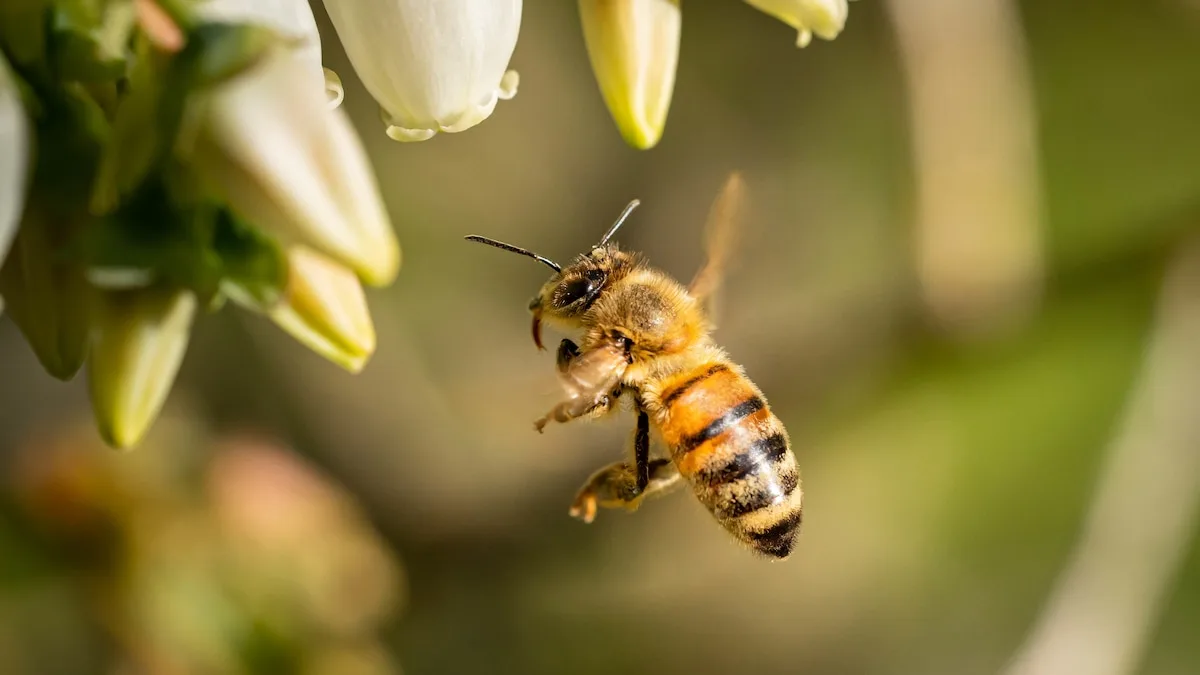 Por qué una abeja cerca de tu casa es más noticia ambiental que personal