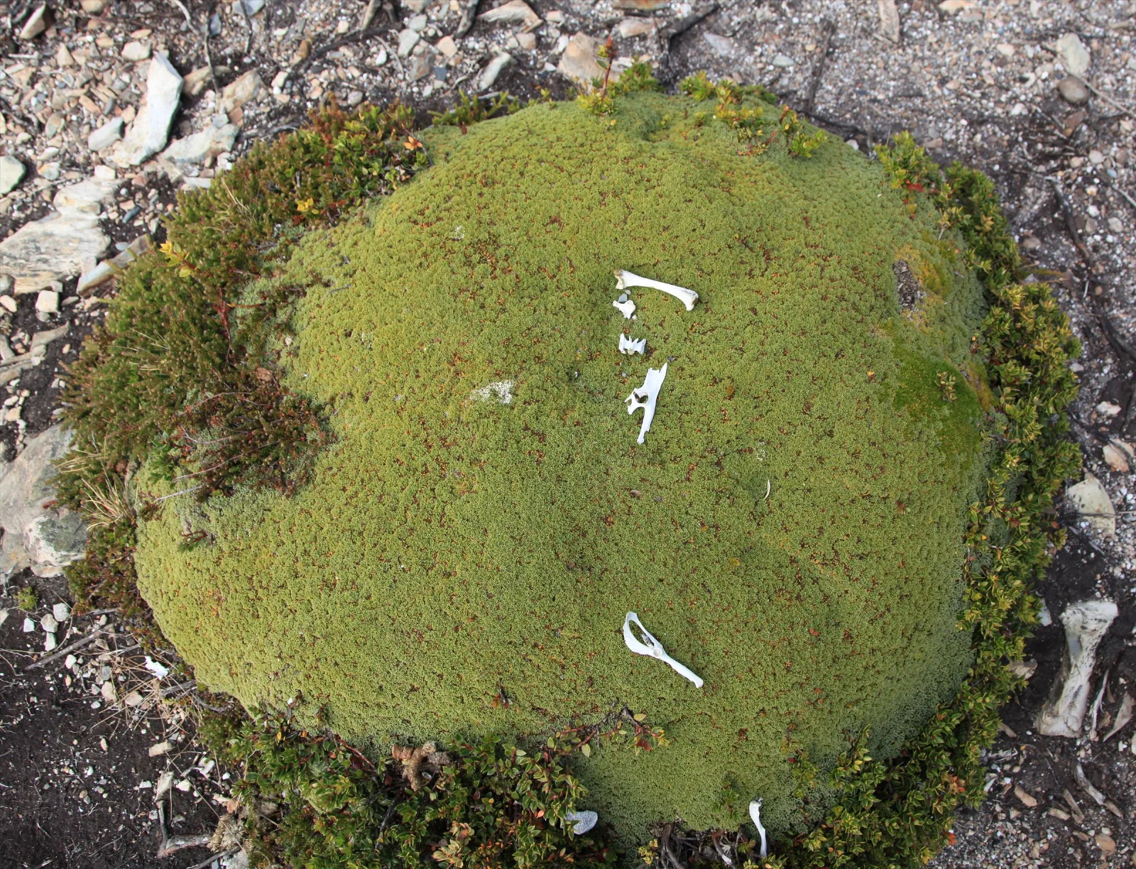 Photographed on Islas Bridges in the Beagle Channel, Argentina.
